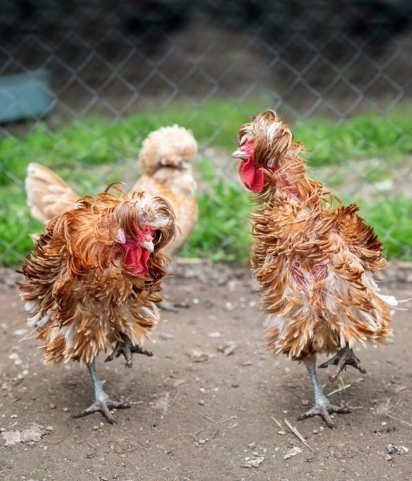 Frizzle SIlkies - Sizzle Chicken Picture