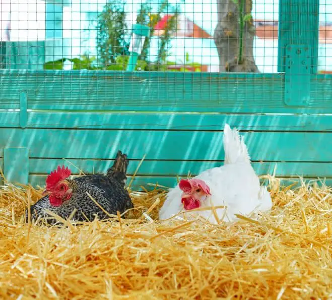 How to Encourage Chickens to Lay Eggs in Nesting Boxes?
