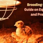 Brooding Chicken in Poultry: Method, Equipments, Temperature