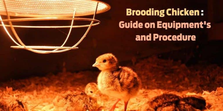Brooding Chicken in Poultry: Definition, Brooders, Temperature