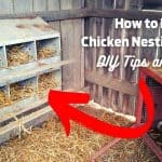 How to Make Chicken Nesting Boxes? DIY Tips and Types