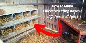 How to Make Chicken Nesting Boxes? DIY Tips and Types