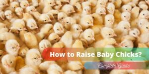 How To Raise Baby Chicks? Raising Baby Chickens Week 1 to 20