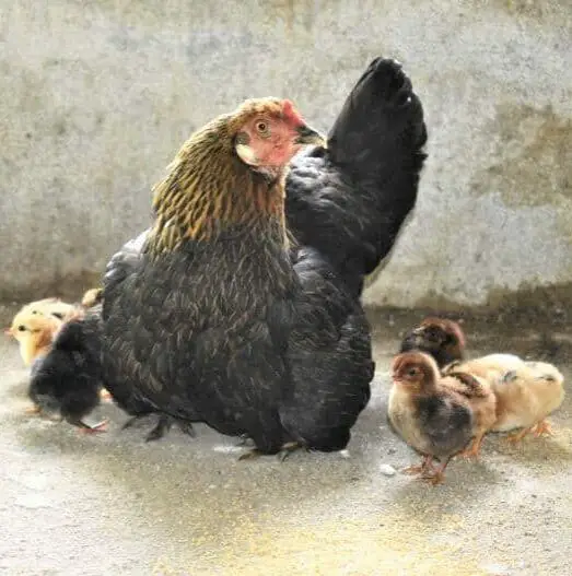 a broody hen with her baby chicks