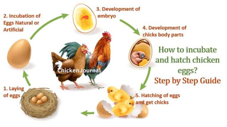 Incubating and Hatching Chicken Eggs: Step by Step Guide
