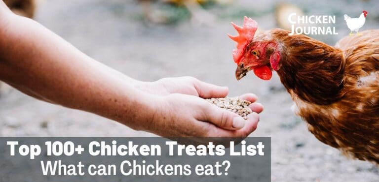 Chicken Treats List: What can Chickens eat? What Not?