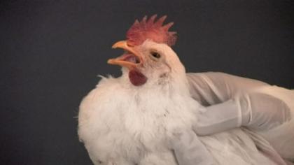 A chicken gasping for air due to worm infection 
