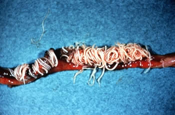 Chronic worm infestation in chicken intestine