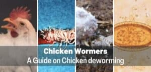 Top 6 Best Chicken Wormers: Deworm Naturally & With Medicine