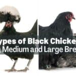 Best 17 Black Chickens With Pictures (Big, Small, Fancy Breeds)