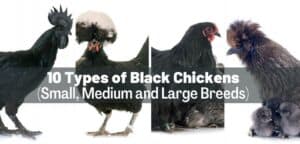 Best 17 Black Chickens With Pictures (Big, Small, Fancy Breeds)
