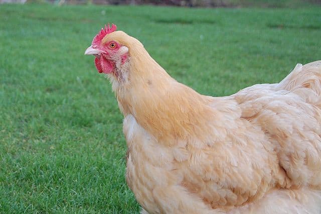 Buff Orpington Chicken (Complete Breed Guide with Images)