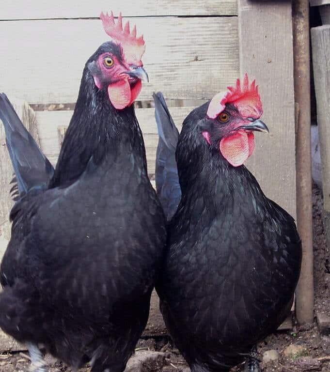Black Shumen Chicken