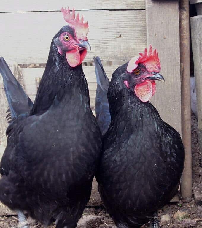 10 Types Of Black Chickens Small Medium And Large Breeds