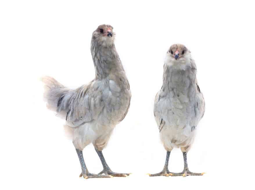 Ameraucana Chicken lay colored eggs