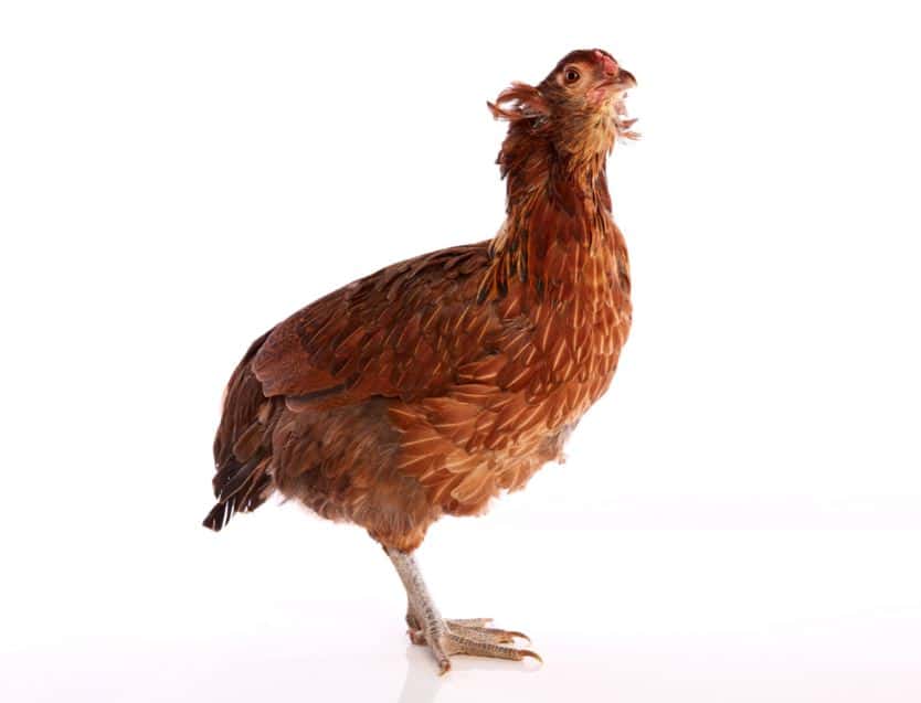 Araucana chicken