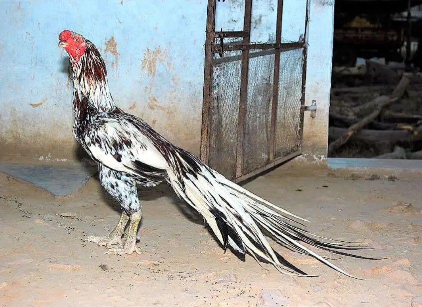 Asil or Aseel Chicken lay colored egg