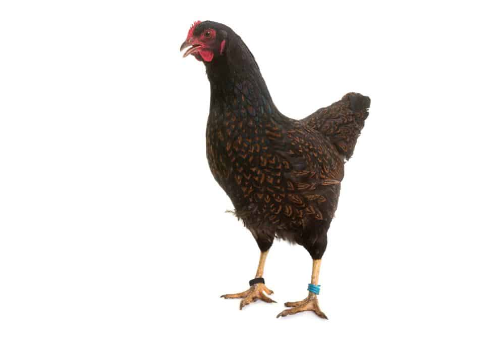 Barnevelder Chicken that lay colored egg