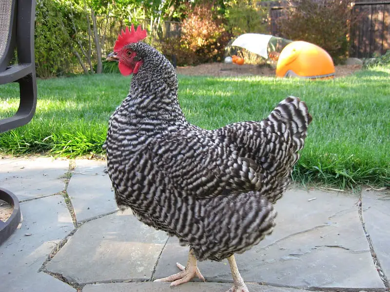 Barred Rock Chicken