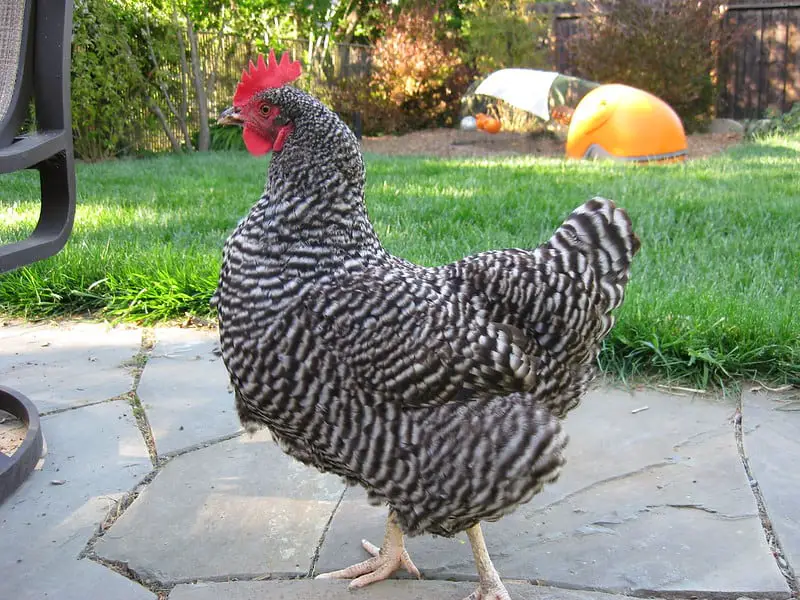 Barred Rocks chicken, big chicken breed