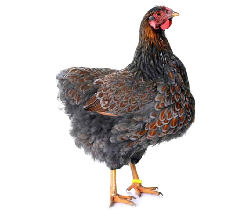 Deep Blue laced Wyandotte Chicken