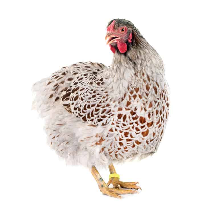 Blue laced Wyandotte Chicken