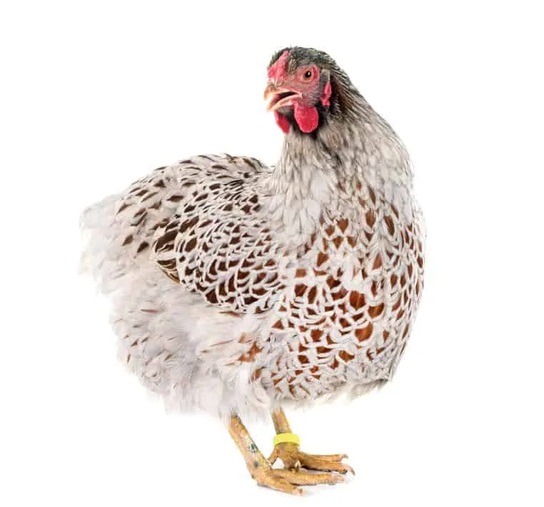 Wyandotte Chicken Breed Guide: Eggs, Variety, Temperament, Pictures 4 Blue laced Wyandotte Chicken