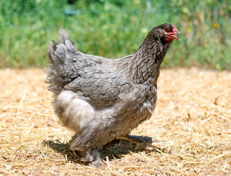 Brahma chicken, large chicken breed