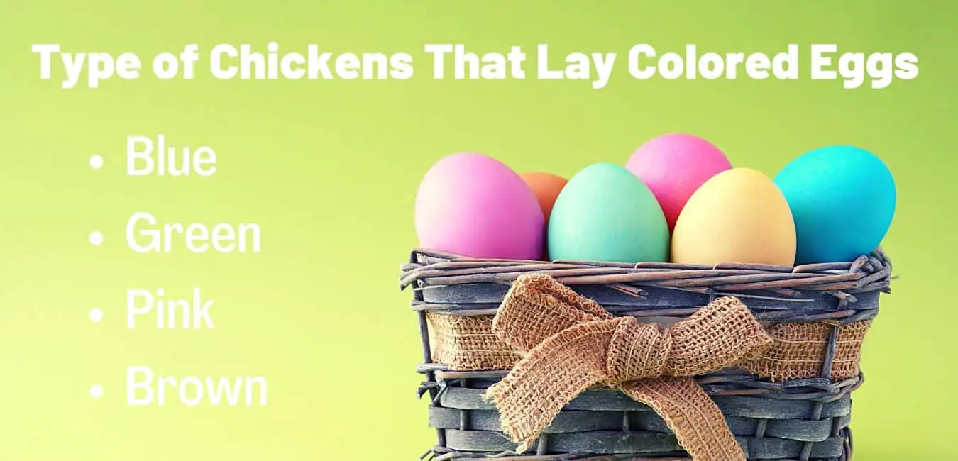 Type of Chickens That Lay Colored Eggs (Blue, Green, Pink, Brown)