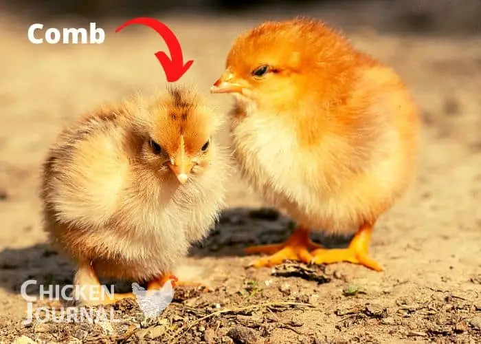 comparison between hen and rooster in baby chicks 
