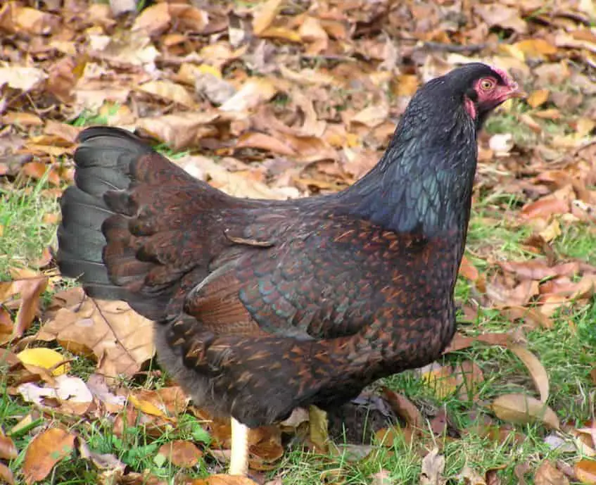 Cornish Game Chicken, big hen breeds for eggs