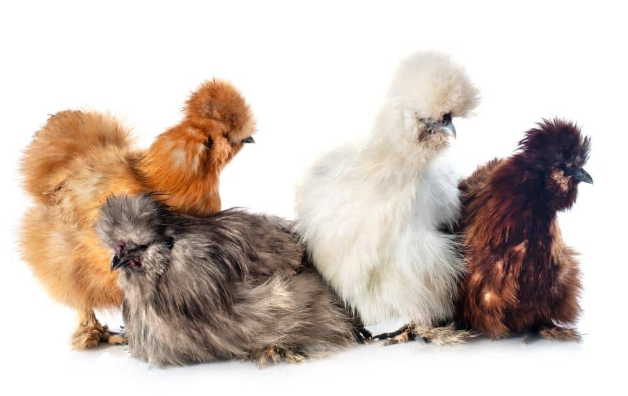 Different color varieties of Silkie Chickens