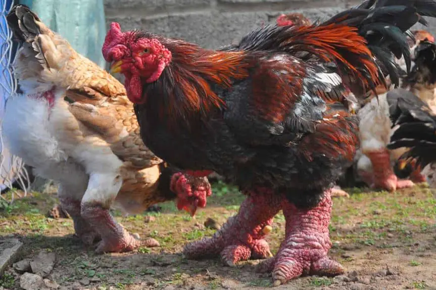Dong Tao chicken, giant chicken breed
