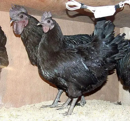 Kadaknath black chicken