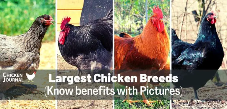 19 Largest Chicken Breeds and Benefits (With Pictures)