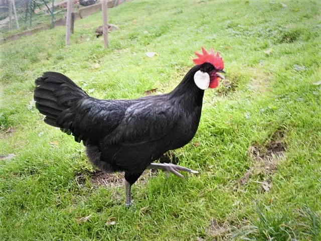 minorca black chicken