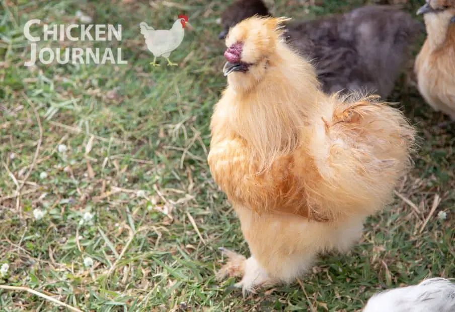 Buff Silkie Chicken 