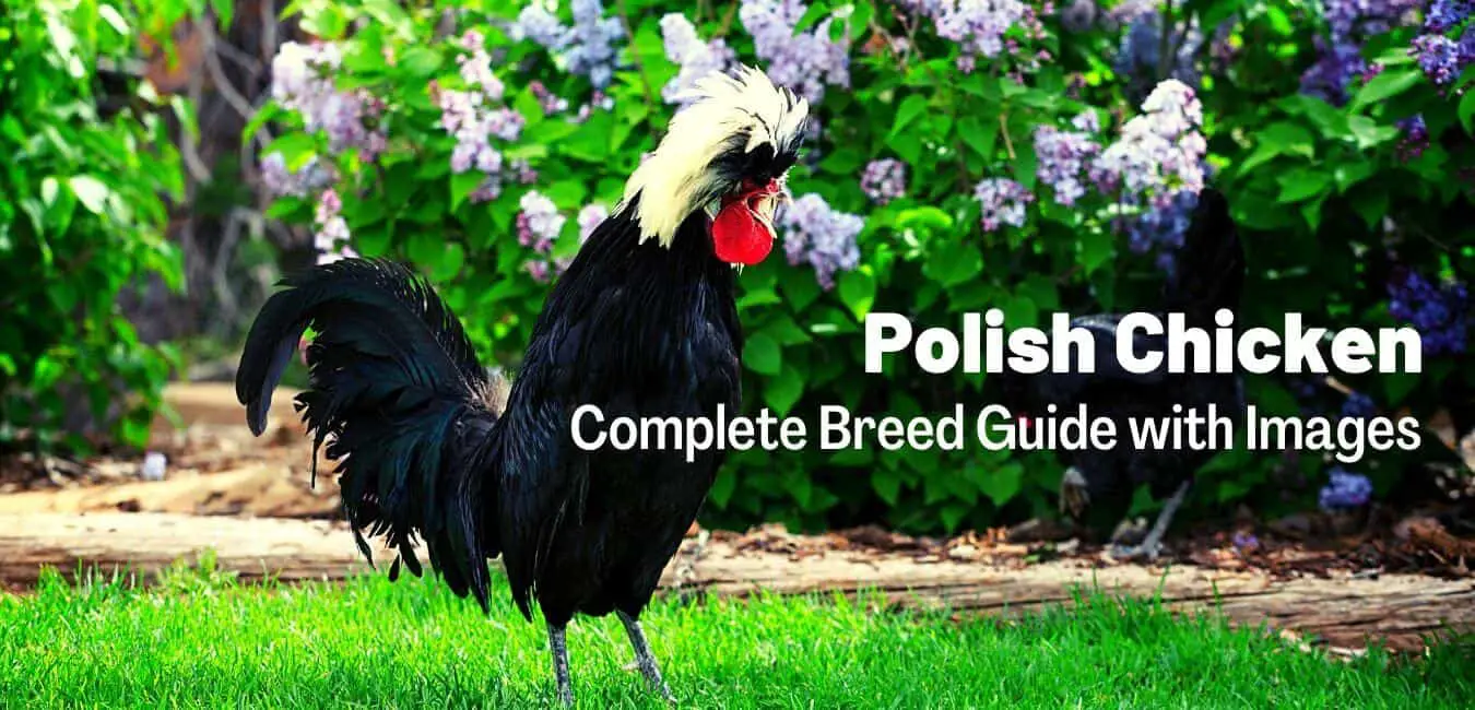 Polish Chicken Breed Guide: Egg production, Variety, Size, Care, & Pictures, recognized variety, temperament