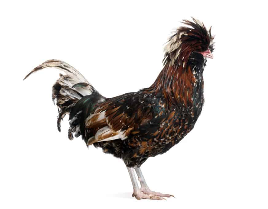 Tolbunt Polish Chicken