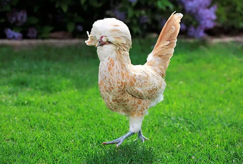 Polish Chicken Walking on Grass Picture