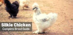 Silkie Chicken Breed Guide: Eggs, Variety, Size, Care, Images