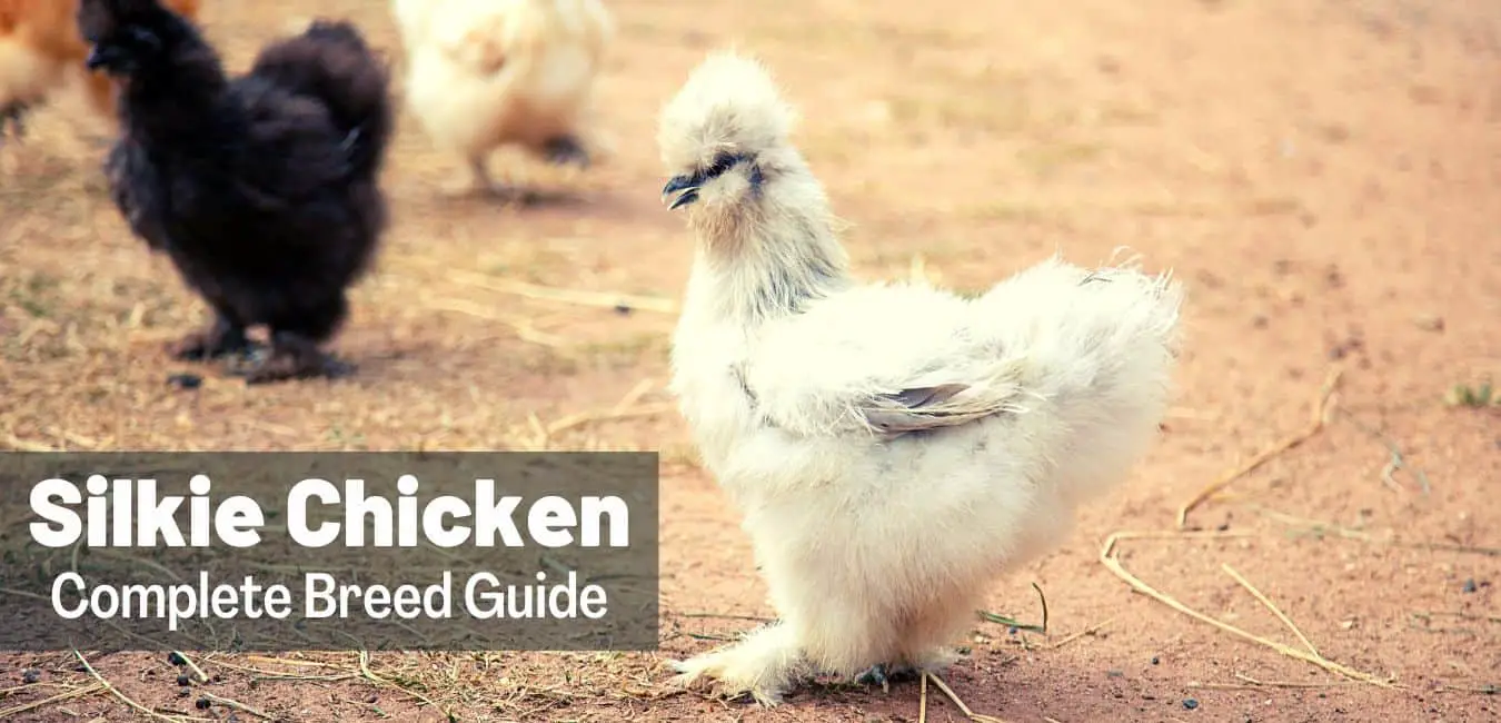 Silkie Chicken Breed: Eggs, Variety, Size, Care, Images, & More
