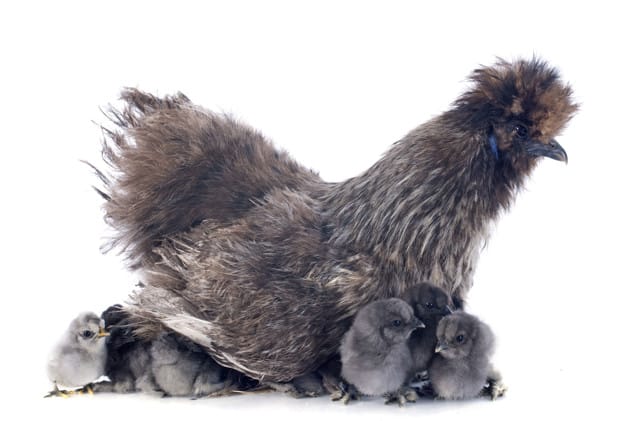 A small bantam silkie and her chicks on a white background 