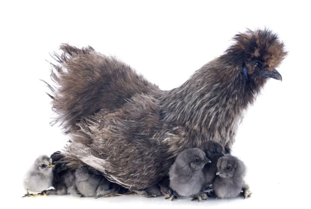 Silkie Chicken