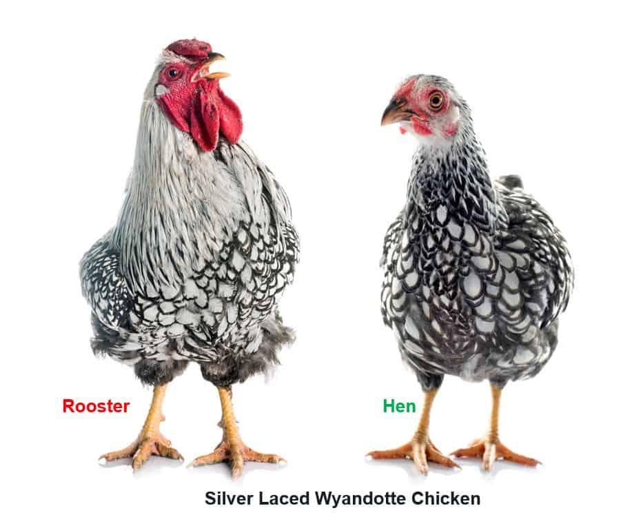 silver laced wyandotte chicken