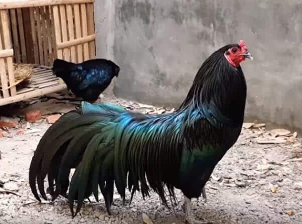 lovely ornamental chicken breeds 