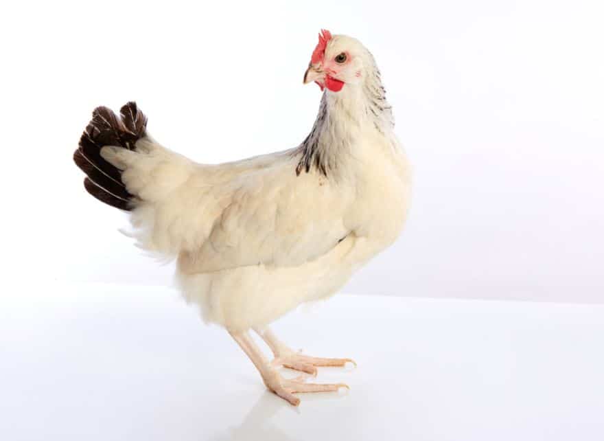 Sussex chicken, big chicken breed
