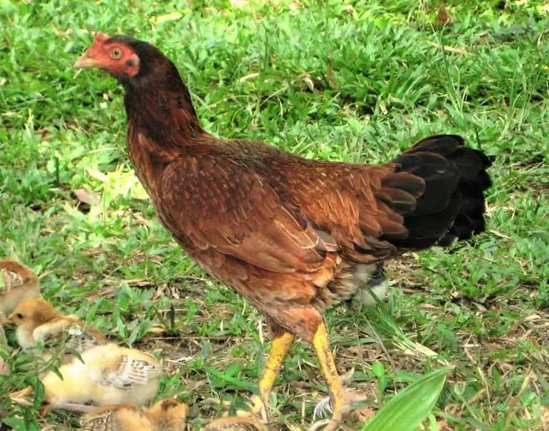 The Malay chicken, big chicken breed