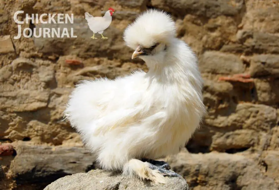 White Silkie Chicken on Rock