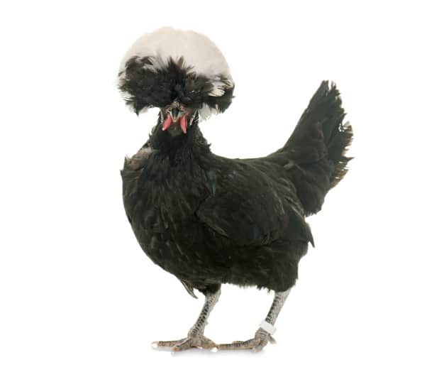 White Crested Black Polish chicken